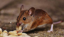 24 Hour & Emergency Exterminators in Sterling, VA